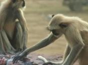 Monos lloran desconsolados “muerte” cámara camuflada grababa [Video]