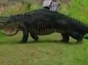 Enorme cocodrilo cruzando sendero Florida vuelve viral
