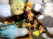 Frutas Vegetales Comen Periquitos? ¡Los Mejores Manjares Para Mascota!