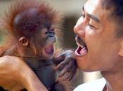 EVOLUCIÓN Según nuevo estudio humano orangután chimpancé