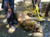 Muere ahogado león operativo planificado