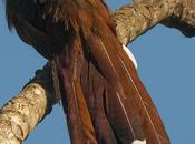 Tingazú (Squirrel Cuckoo) Piaya cayana