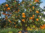 Descubre poderes medicinales naranja