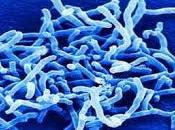 Bifidobacterium breve: Usos, Beneficios Contraindicaciones