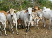 carne vaca podría regresar Cuba gracias Fondo Internacional Desarrollo Agrícola