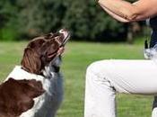 Habilidad Canina: deporte para practicar casa