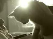¨hello¨ adele hermosa versión para adoptar gatitos