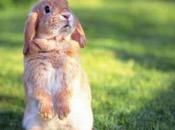 Comportamiento Conejos Normal Debe Preocuparnos?