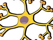 Papel Interneuronas Neurodesarrollo