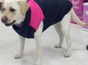 Ropa para perros labradores cachorros