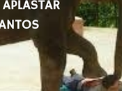 elefante podria aplastar santos