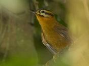 Ticotico cabeza negra (Black capped-Foliage Gleaner) Philydor atricapillus