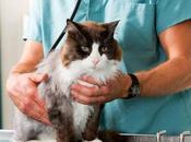 Cuando Orina Gato Tiene Rastros Sangre.. Debe Este Fenómeno?.