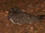 Ñacundá (Nacunda Nighthawk) Chordeiles nacunda