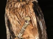 Lechuza estriada (Mottled Owl) Strix virgata