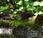 Macuquito (Sharp-tailed Streamcreeper) Lochmias nematura