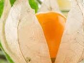 Ashwagandha para equilibrar organismo