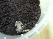 larva escarabajo devora vivo depredador