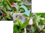 Siete consejos estilismo culinario para ensaladas