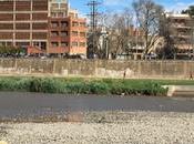 Casa Nostra Llega primer Chorlitejo chico