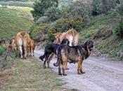 Senderismo excursionismo: ¡¡Cuidado perro!!