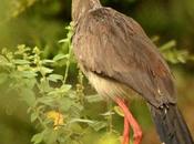 Chuña patas rojas Red-legged Seriema) Cariama cristata