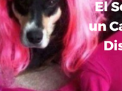 socialismo; capitalismo disfrazado.