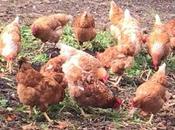 CALCULANDO HUEVOS SIGUIENTEPara saber d...