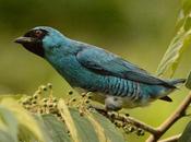 Tersina (Swallow tanager) viridis