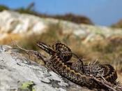 primavera para víboras lagartos