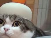 Conocer Gatos Famosos Historia. Desde Actores Codiciados Hasta Reyes Redes Sociales!