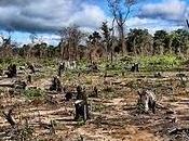 internacional: .....por sangre derramada bosques