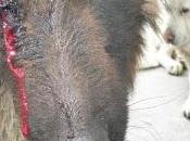 Yaiza, pastora alemana recibido brutal paliza.