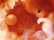 bueno leerle cuentos fetos humanos