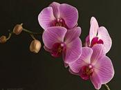 Orquídeas Phalaenopsis//Mariposa