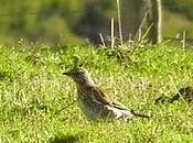 visitantes invernales