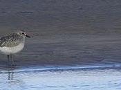 Curiosa gaviota cana