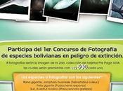 Premio Concurso fotográfico Fundación Estás Vivo Categoría Rhea pennata garleppi (Ñandú andino)