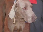 Darek, autentica preciosidad necesita ayuda!!!