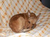 Murphy, intentaron matar palos.