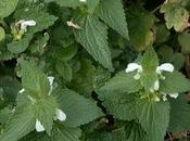 Lamió blanco Lamium álbumj