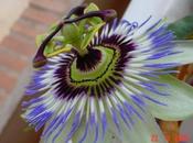Passifloras Pasionarias
