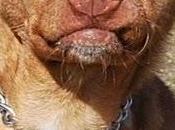 PERNY. "Todos hemos echado manos cabeza cuando visto". caso especial. (Madrid)