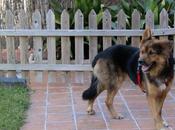 Pobre Duque, nadie acuerda