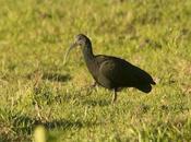Tapicurú (Green Ibis) Mesembrinibis cayennensis
