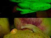 rana fluorescente