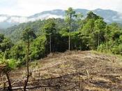 Ambiente versus desarrollo