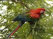 Guacamayo rojo (Green-winged Macaw) chloropterus