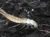 Zigentomo troglobio Islas Canarias