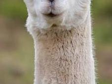alpacas pelazo serían envidia mismísima Beyoncé